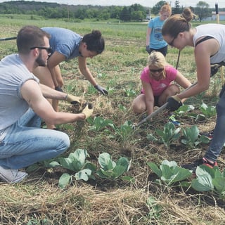 Accelity_employees_picking_weeds_out_of_a_cabbage_patch.jpg