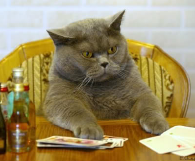 Serious cat losing a card game. Serious cat losing a card game.